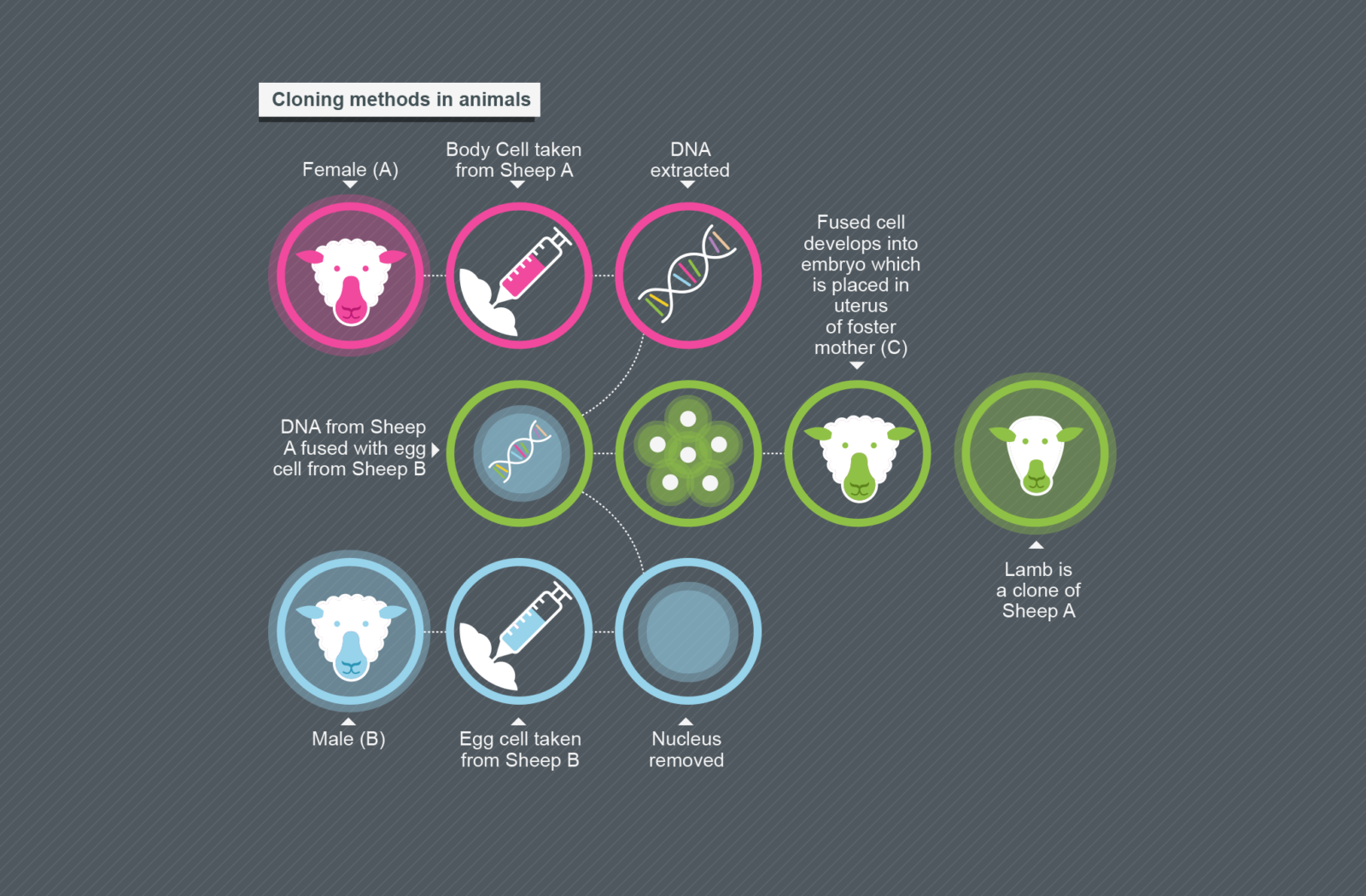 BBC Education Infographics